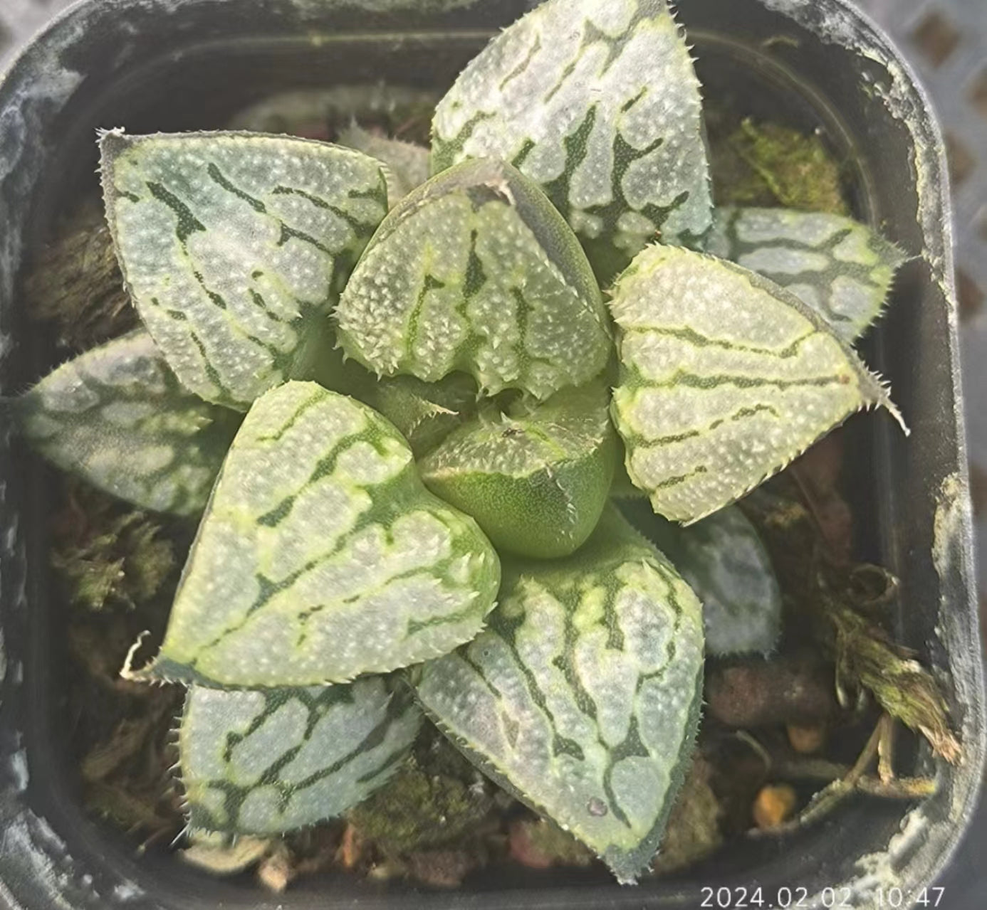 T2615 京の恋キョウノコイ