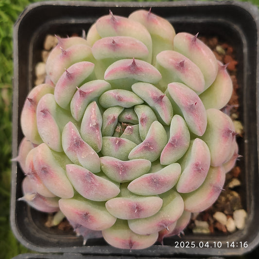 NGN171 マーセル（7cm pot）
