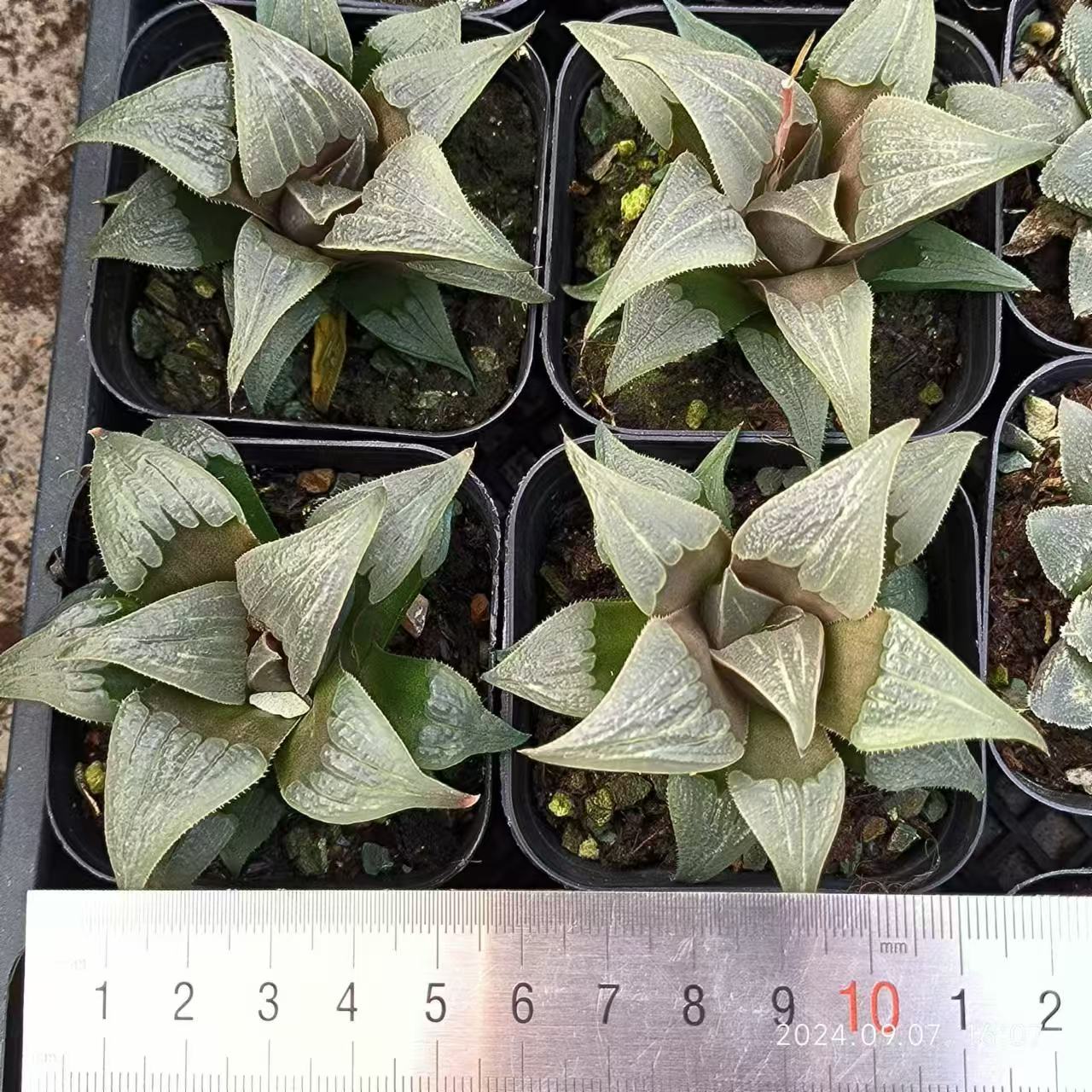 13158 ハオルチア バデア 泉水