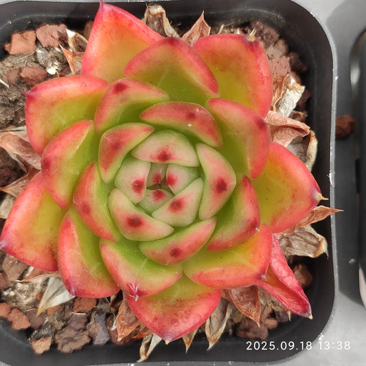 LMM375 アンストーン（6.5 cm pot）