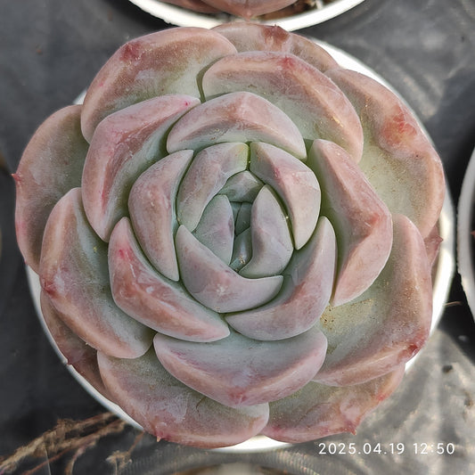 ZZA251 パープル　ドリームワールド(5.5cm pot)