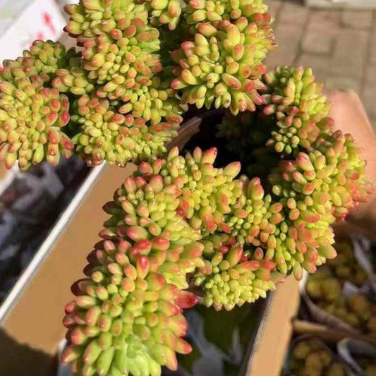 23566 アリス　エブンズ綴化