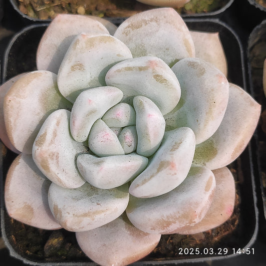 MMT693 サンガ(7cm pot)