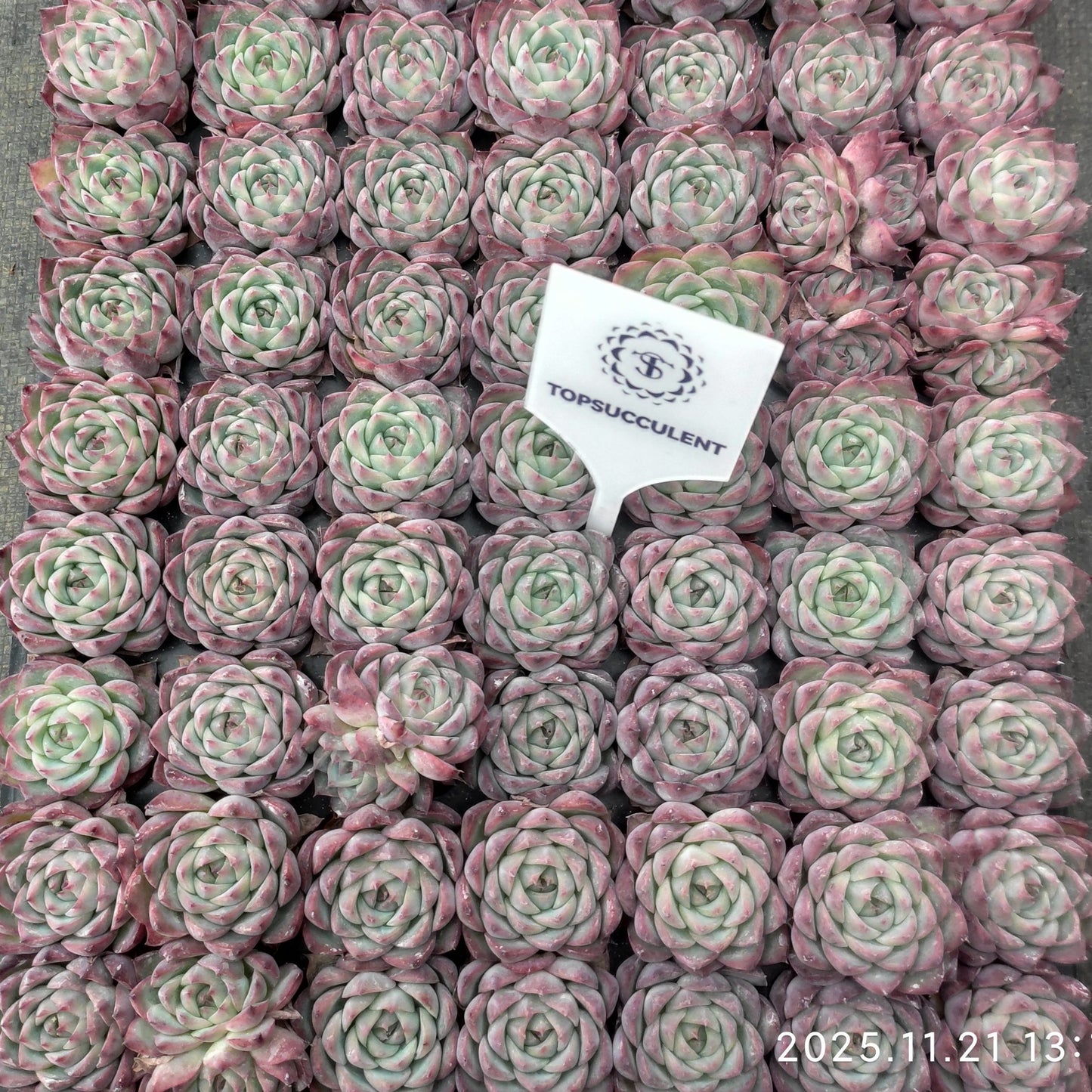 22118  ピンククリスタルローズ（3cm pot）（ポット苗）