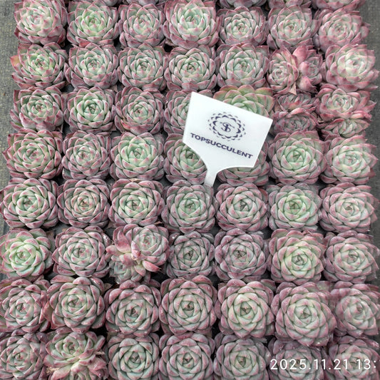 22118  ピンククリスタルローズ（3cm pot）（ポット苗）