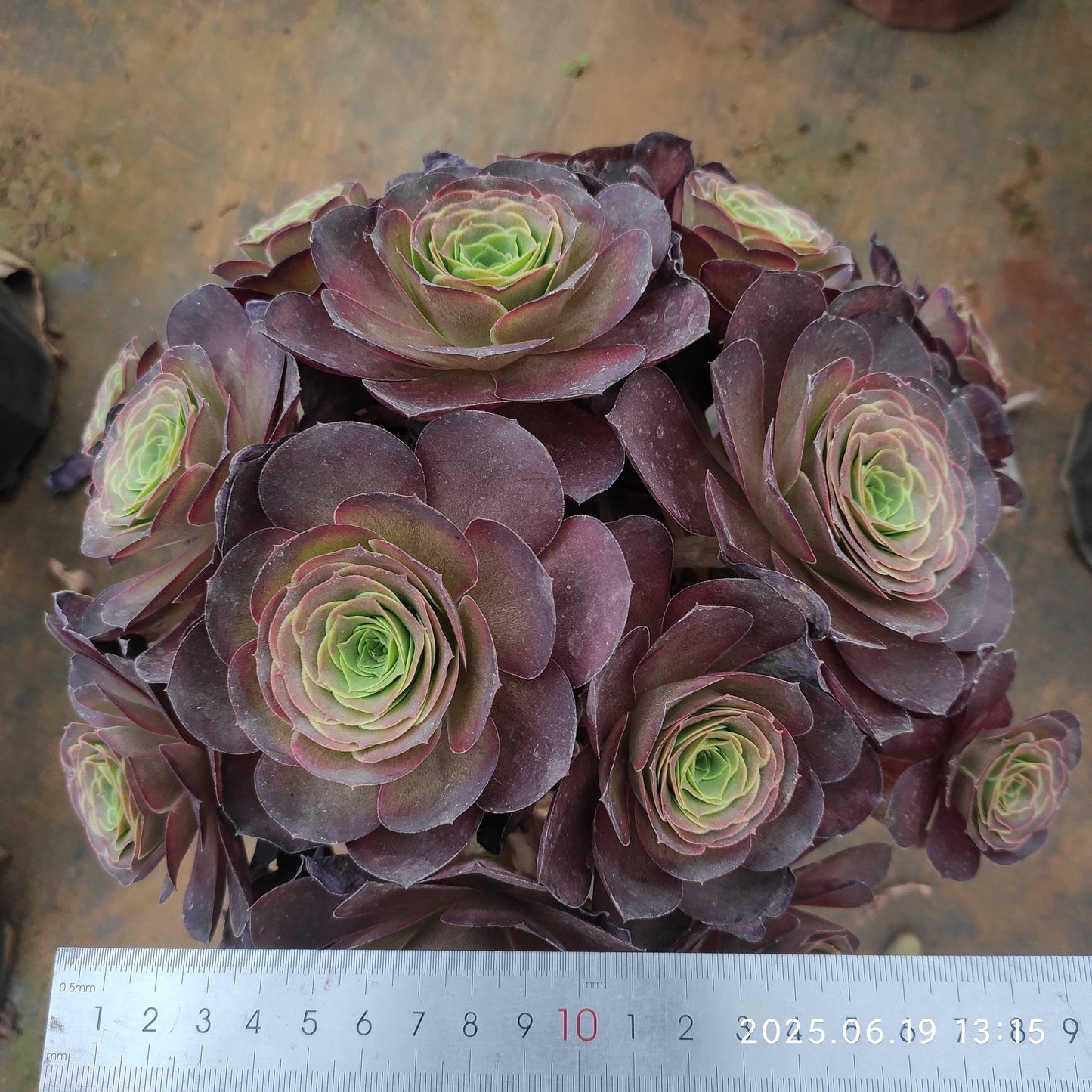 BC016 チャーム　ゴールド（17cm pot）