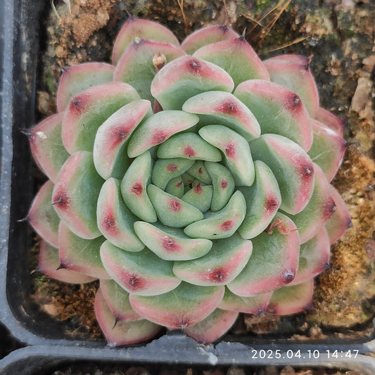 NGN559 スターライトジェニー（7cm pot）