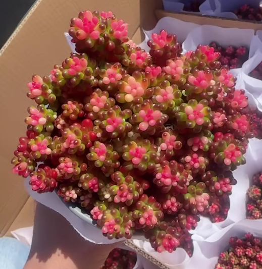 25802 ベリー薬錦