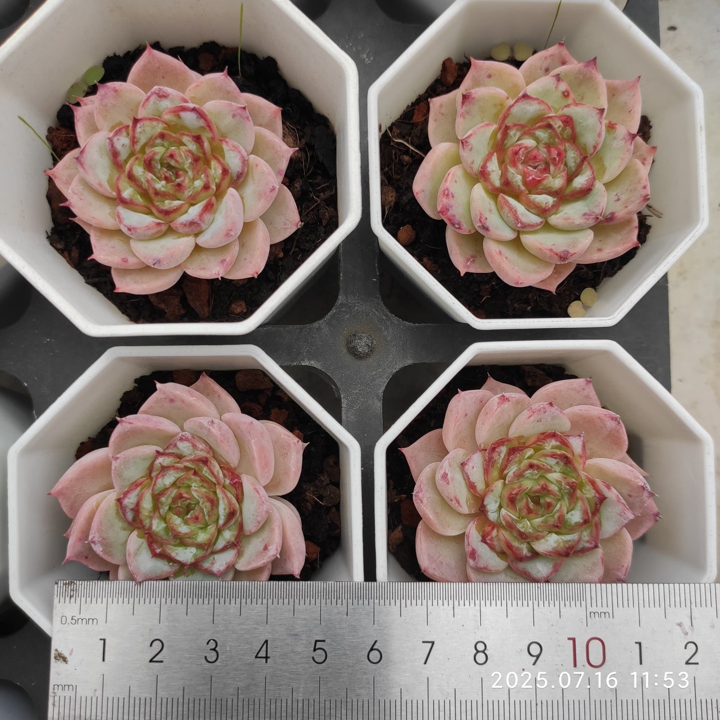 YBB090 レッドベルベット(7cm pot)