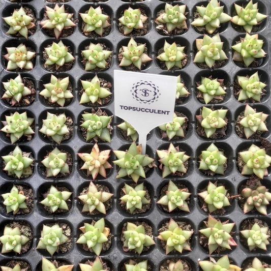 17053  ゴールドマリア（3cm pot）（ポット苗）