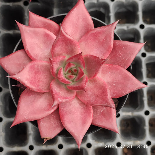 MMT627 ロビン（9cm pot）