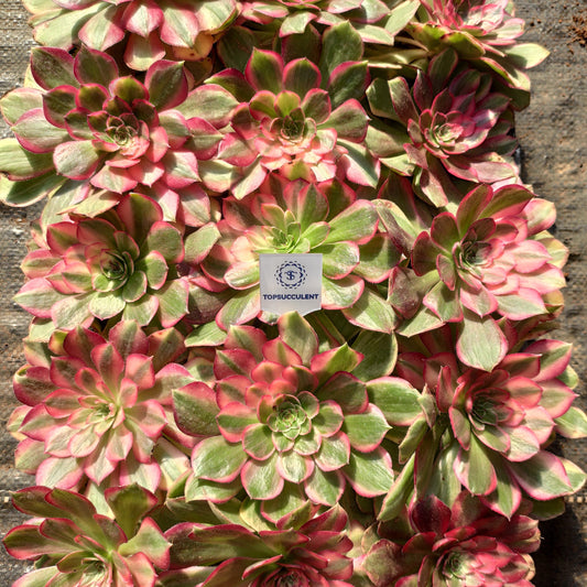 24612 レッド　キャット