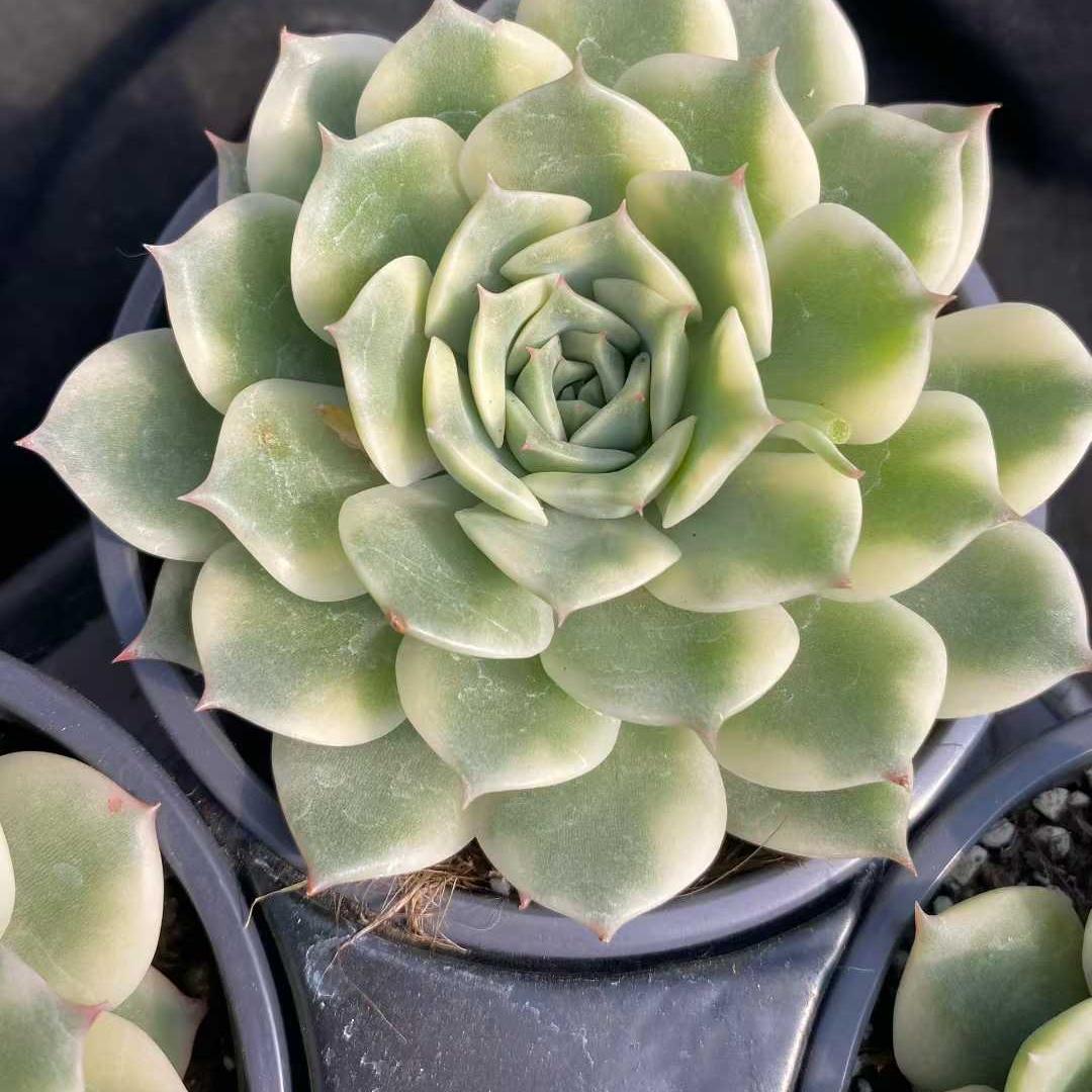 ベーシック 単頭 20260423 – Top Succulent®