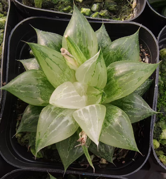 13178 ハオルチア 氷砂糖錦（6.5cm pot）