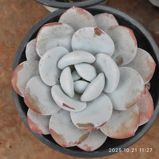 MMY175 ラウイ（9cm pot）
