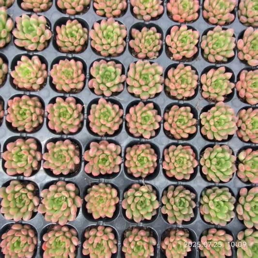 XS904 ピンクルルビー（3cm pot)