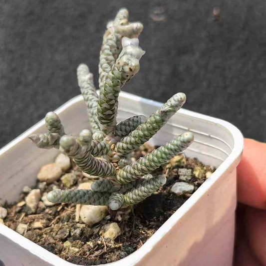 BL2063 アボニア　クィンアーリア（5.5cm pot）