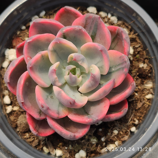 MMY1050 レーンドロプス錦（9cm pot）