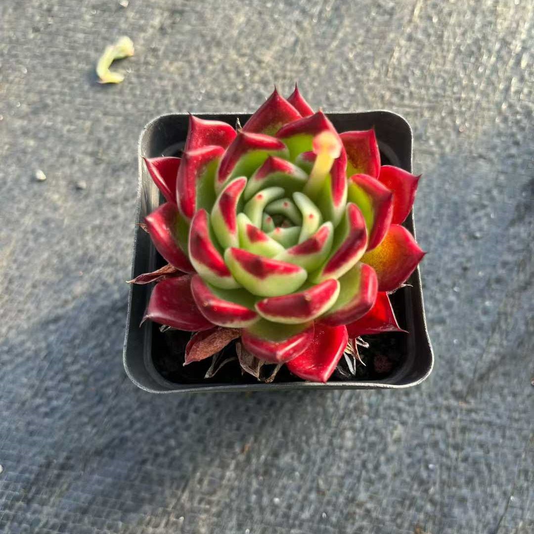 13970 ブラックナイト