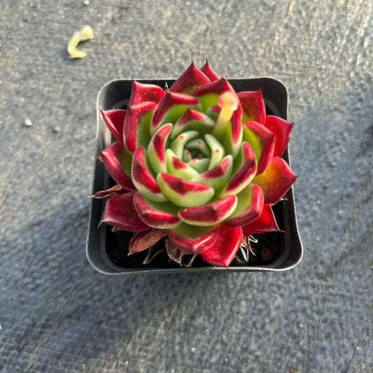 13970 ブラックナイト