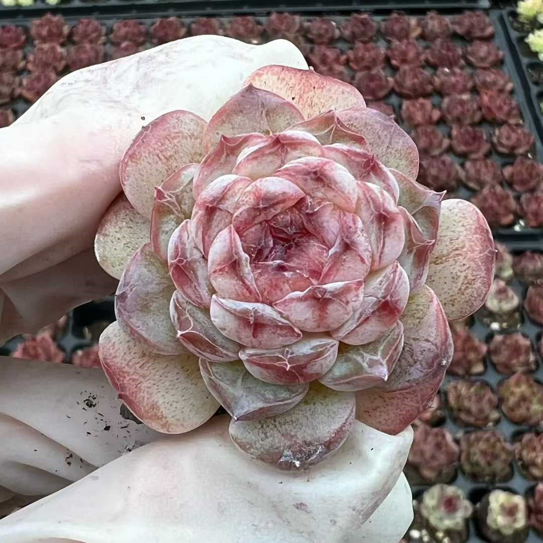 プラグトレー苗 20260326 – Top Succulent®