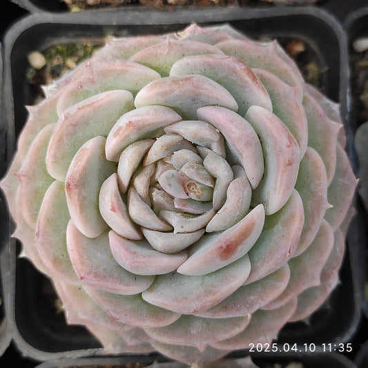 NGN077 ピンクロック (7cm pot)