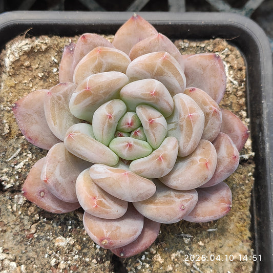 NGN714 ローズ　ビューティー（50cm pot）