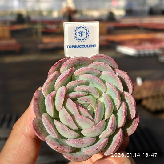 19250 ストロベリー　アイス