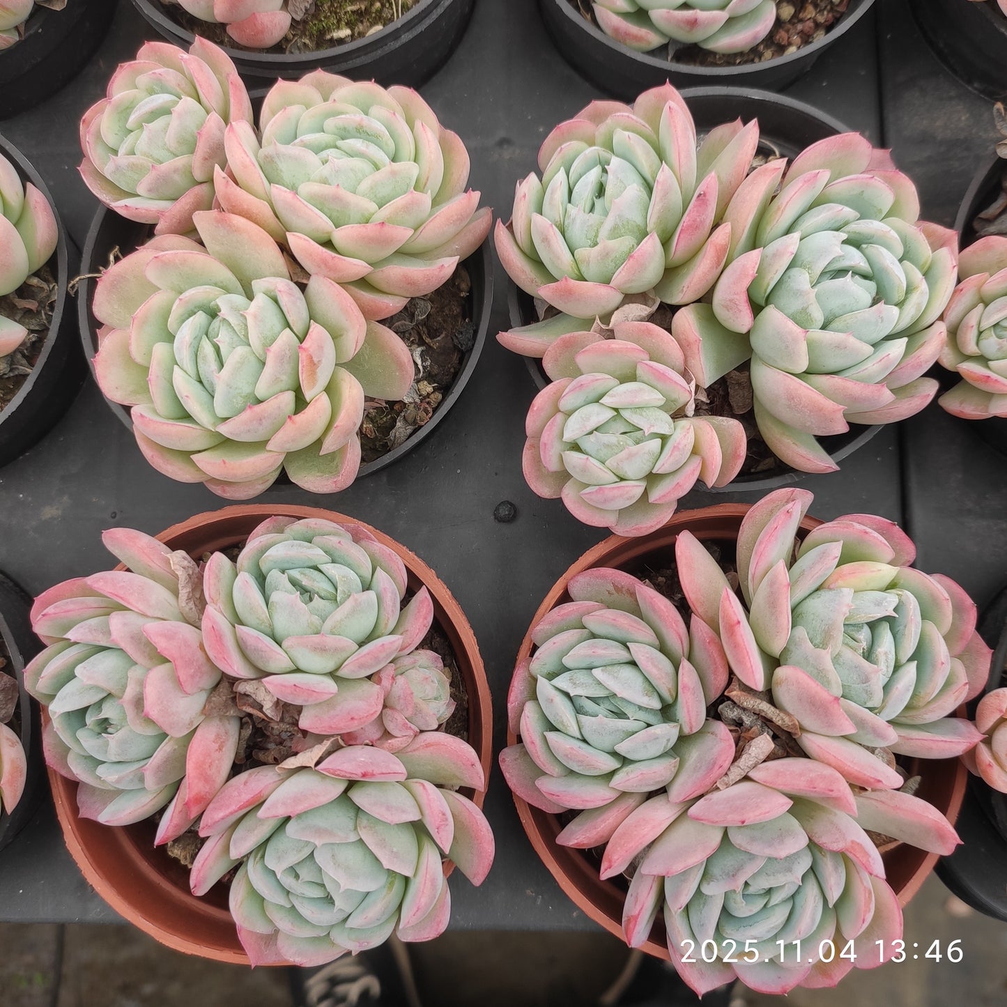 19957 ベリー（9cm pot）