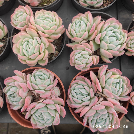 19957 ベリー（9cm pot）