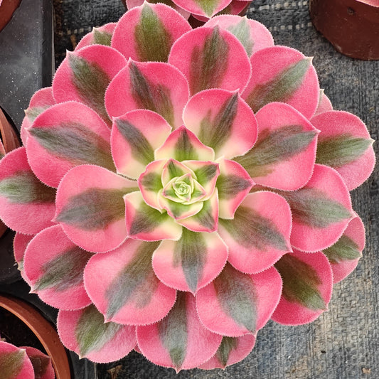 ZXX593 ウィッチ （12cm pot）