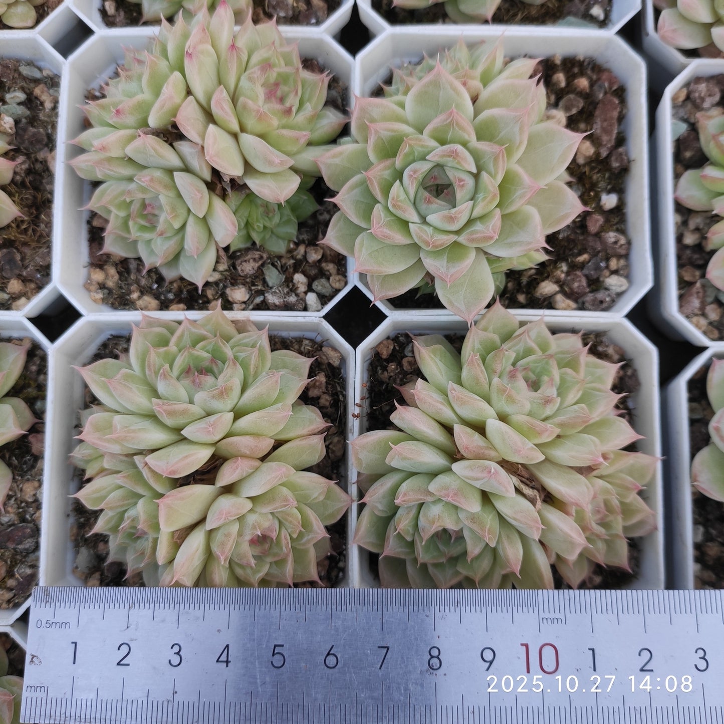 21779 クィーンHyb（7cm pot）