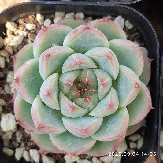 MMY847 ホワイトラック（6.3cm pot）