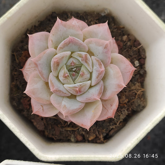 DQ155 アイススピリット（7cm pot）