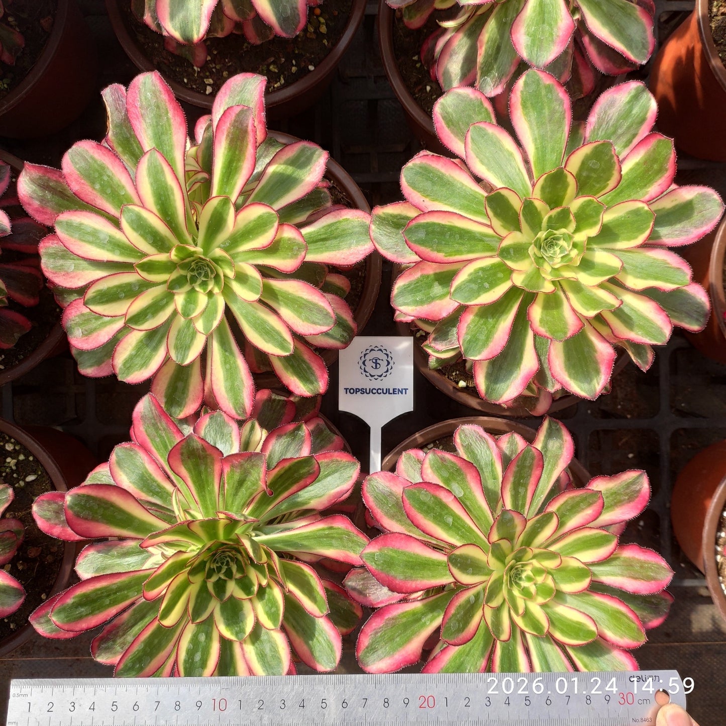 23322 レッド　ベルベット