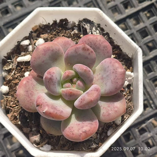 FFH229 アリエル(5cm pot)