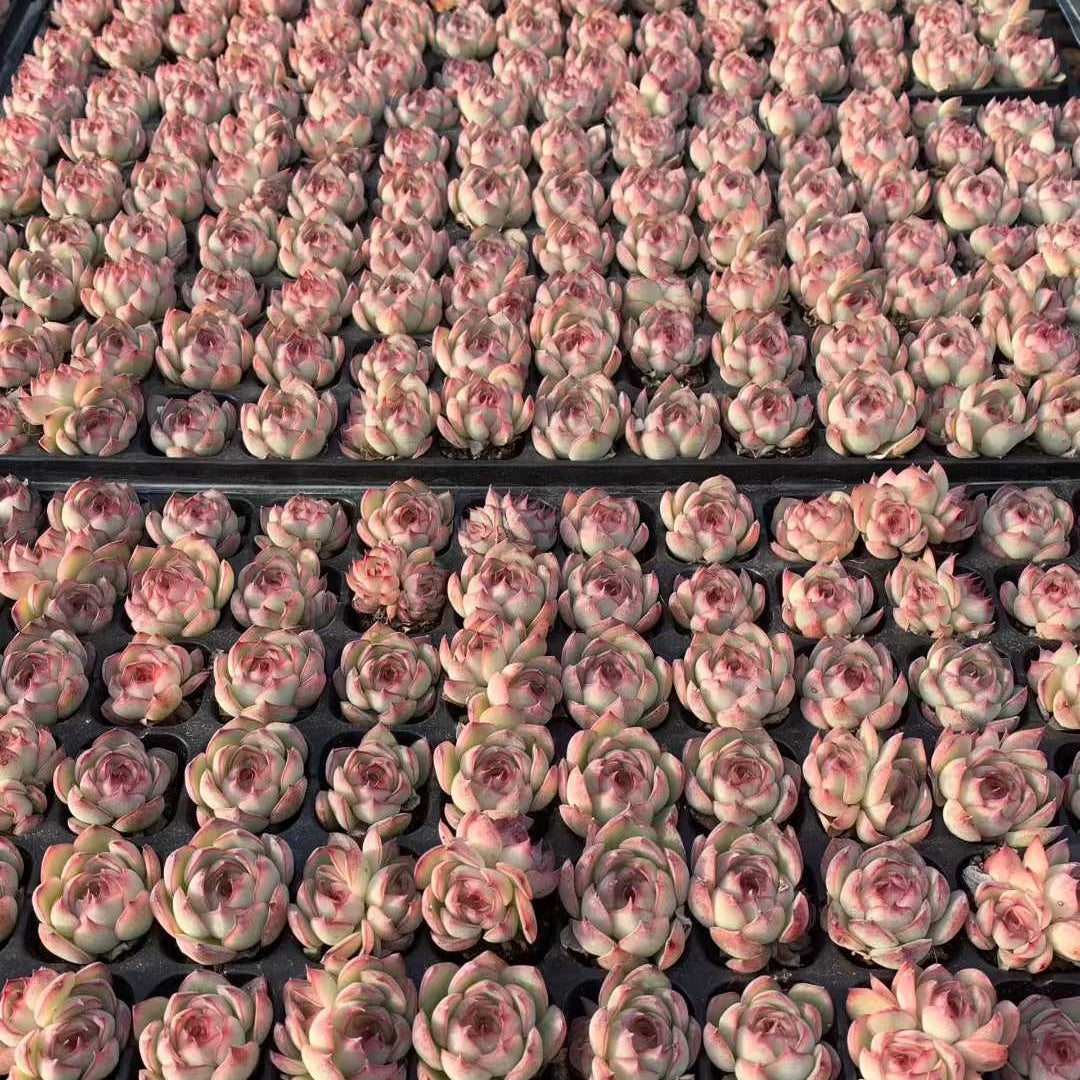 25729 エンチャンティングフェアリー