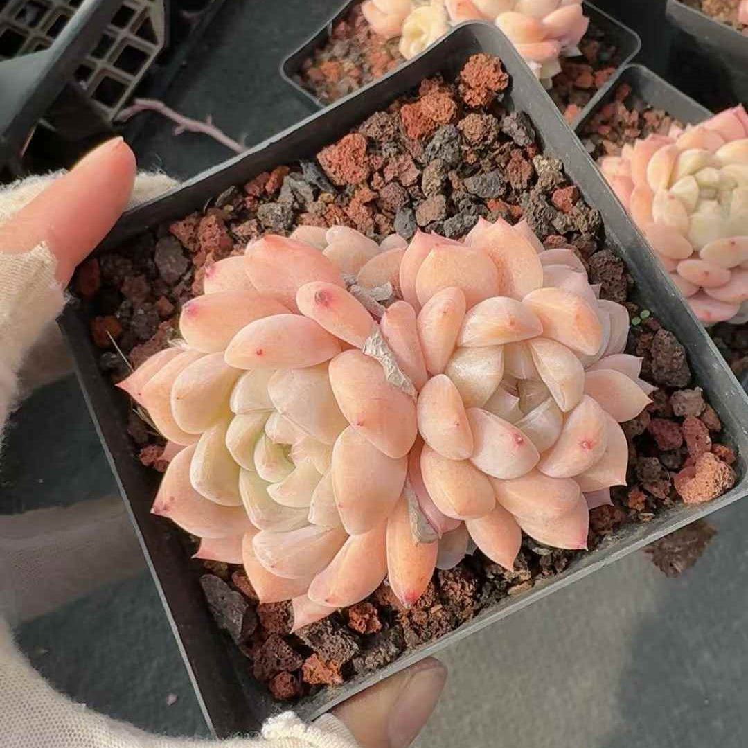 26145 シック　モンロー