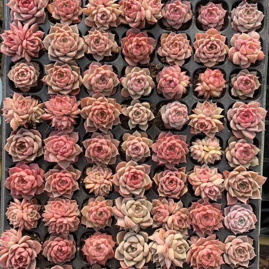 25732 リトルコンチ