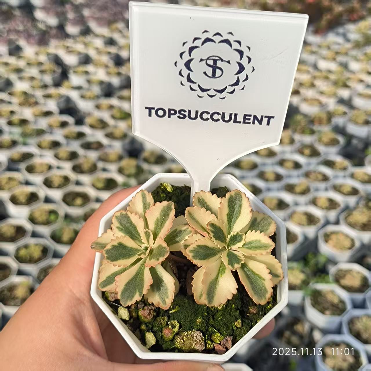 22182 アトランティス錦（6.5cm pot）