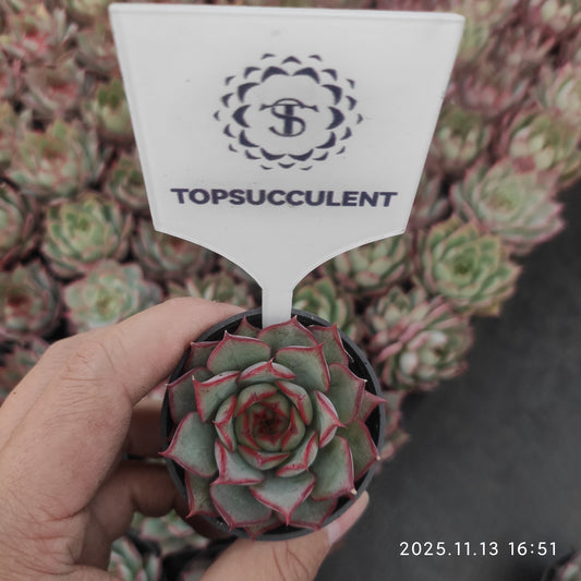 T1068 ロータスランプ（5cm pot）