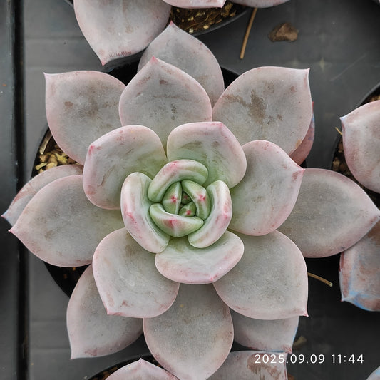 MMT867 シャンペーン（9cm pot）