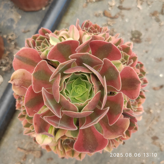 BC023 ウィーナー（17cm pot）