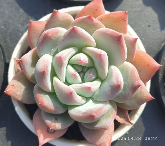 JC031 ブルーバード (5cm pot)