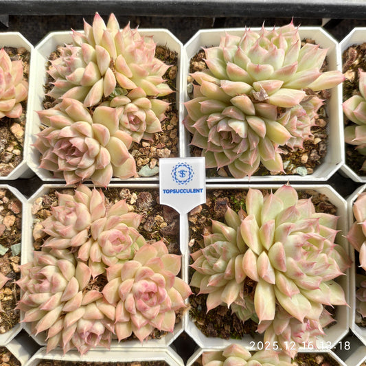 23698 クィーンHyb（7cm pot）