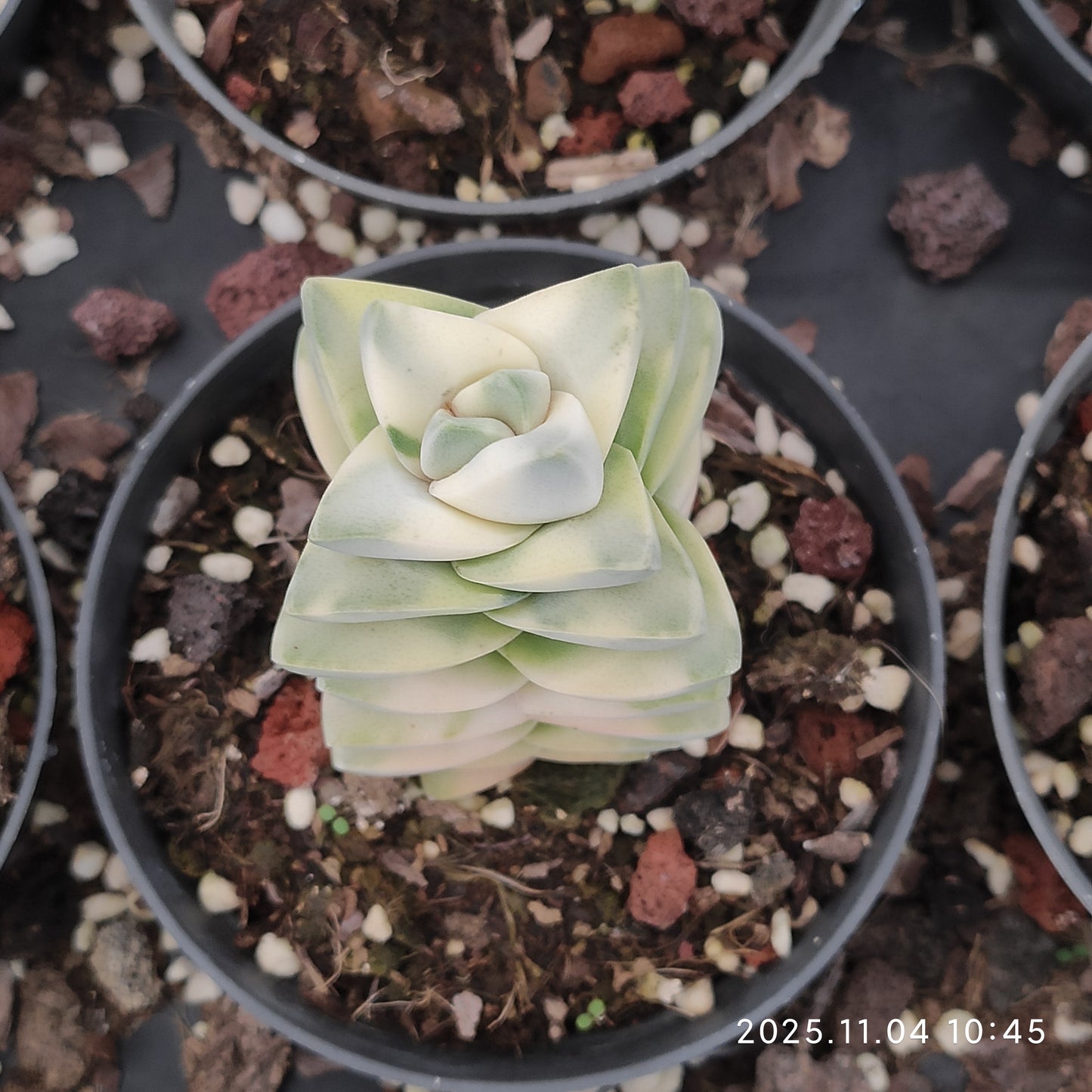 22261 ムーングロウ錦（9cm pot）