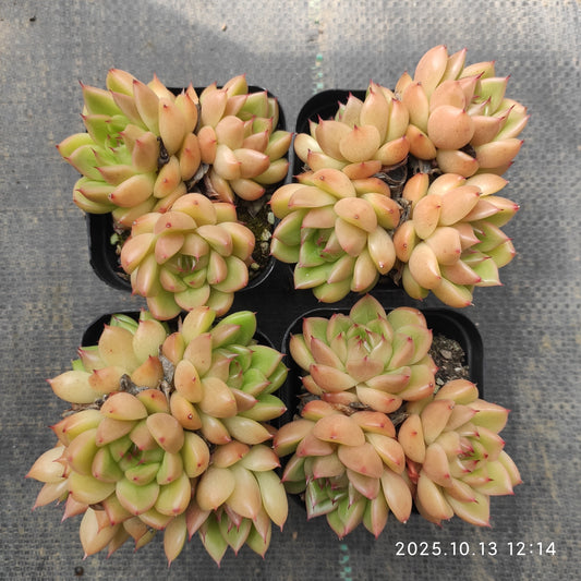 21650 クリアスカイジェニー（7cm pot）