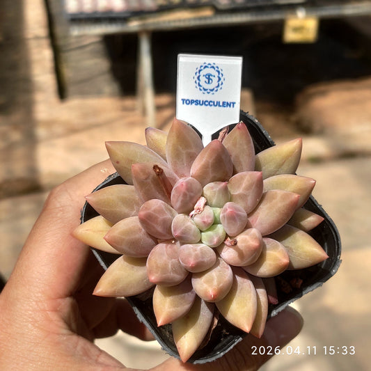 25679 ゴールドフィッシュ