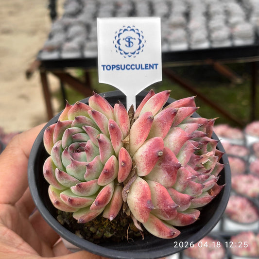 25941 コロラータ
