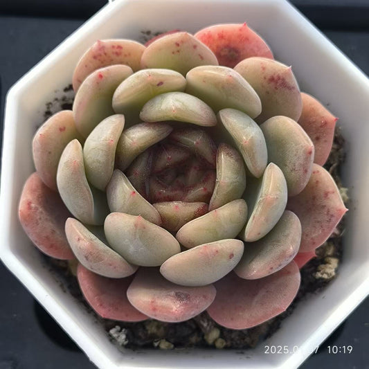 RDD292 アイスグレープ Hyb （6.5cm pot）